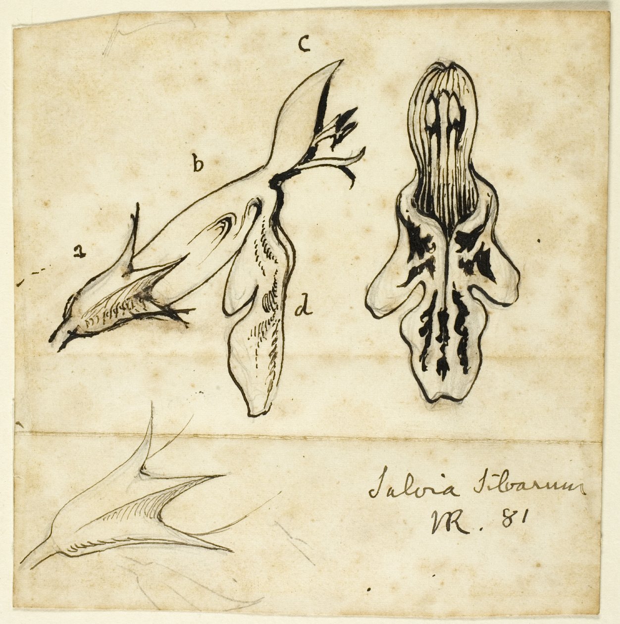 Sage of the woods af John Ruskin