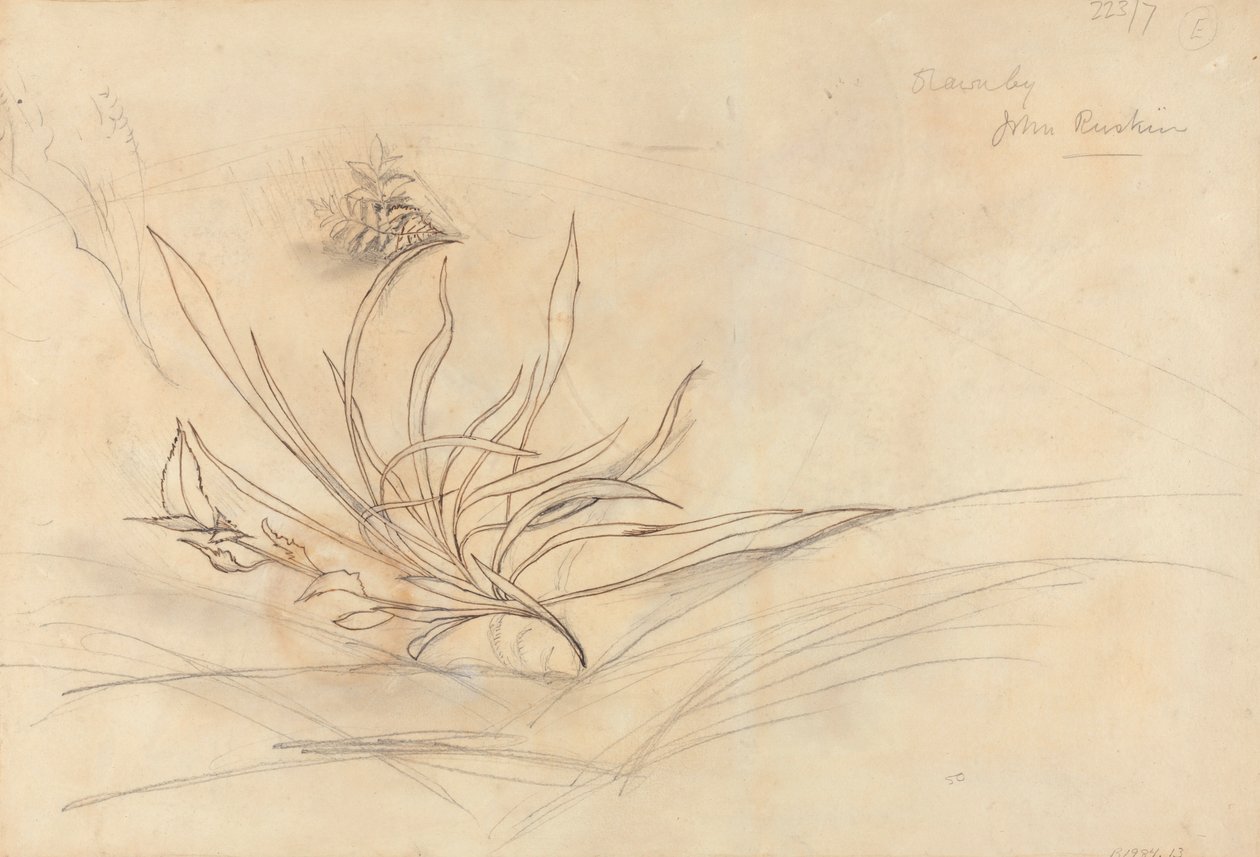 The Rocky Bank of a River af John Ruskin