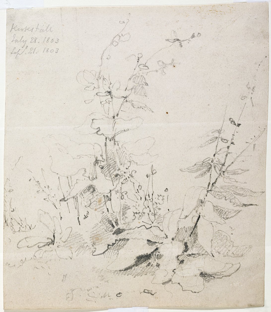Undersøgelse af ukrudt, Kirkstall af John Sell Cotman