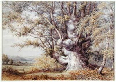 Egern i et gammelt egetræ af John Skinner Clifton