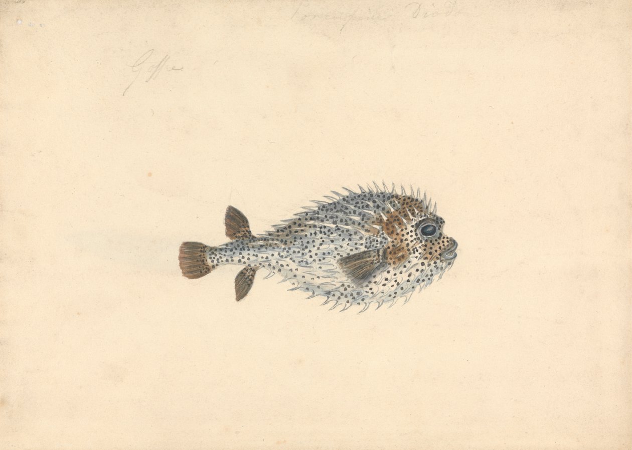 En Pindsvin Fisk af John Smart