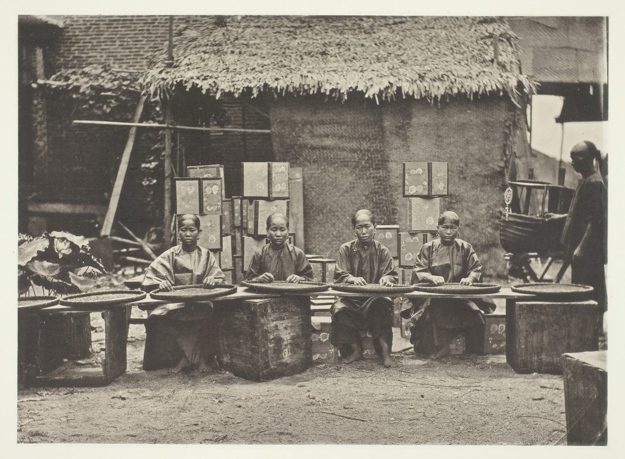 Te-plukning i Canton, ca. 1868. af John Thomson