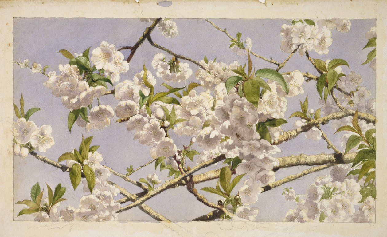 Æbleblomster, ca. 1874 (wc på papir) af John William Hill