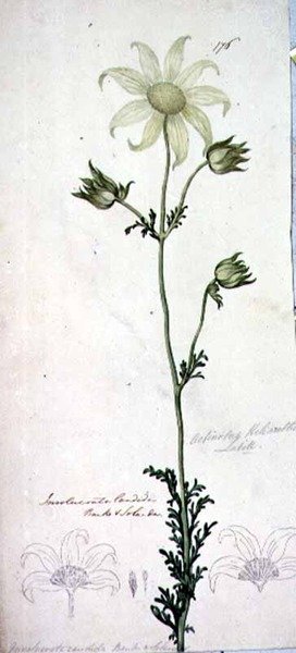 Flanelblomst, actinotus helianthe labill af John William Lewin