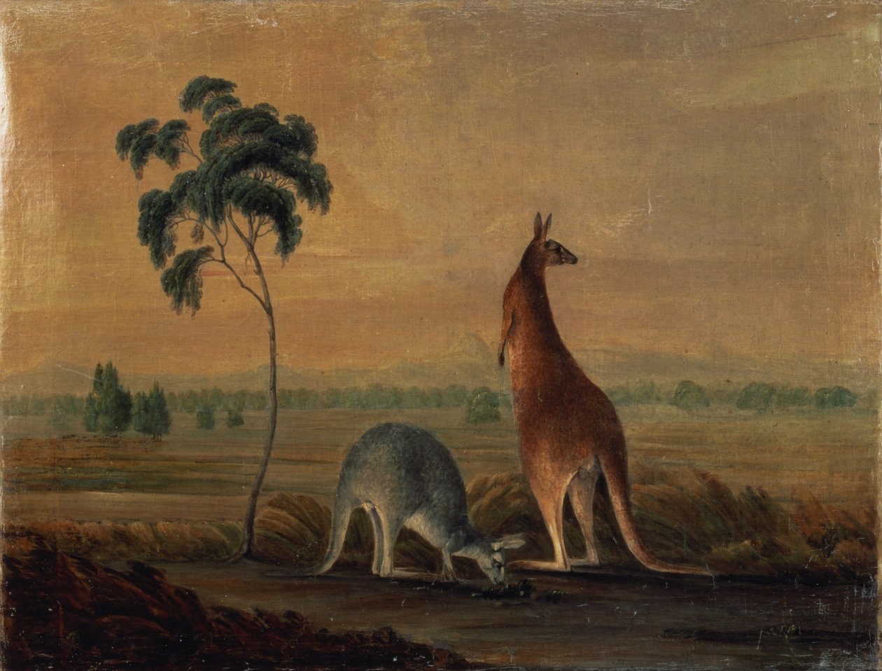Kænguruer i et landskab, ca. 1819 af John William Lewin