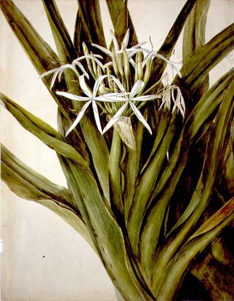 Murray Lily, crinum pedunculatum af John William Lewin