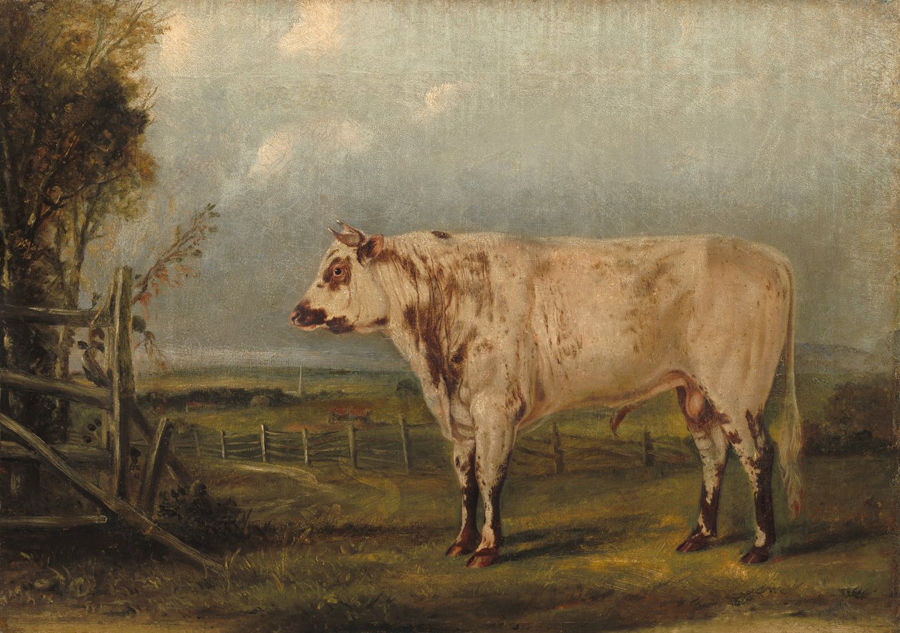 En ung Tyr af John Woodhouse Audubon