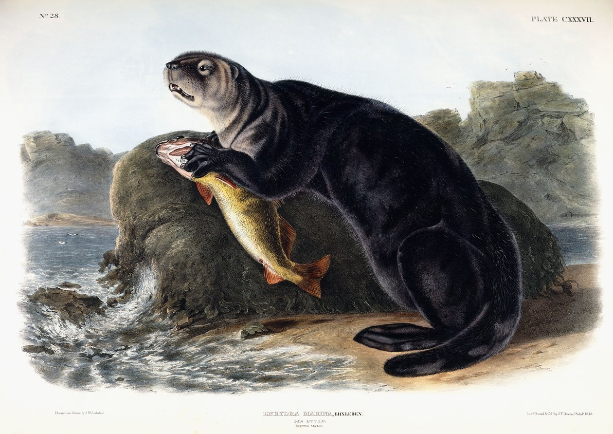 Havodder, ung mand, 1848 af John Woodhouse Audubon