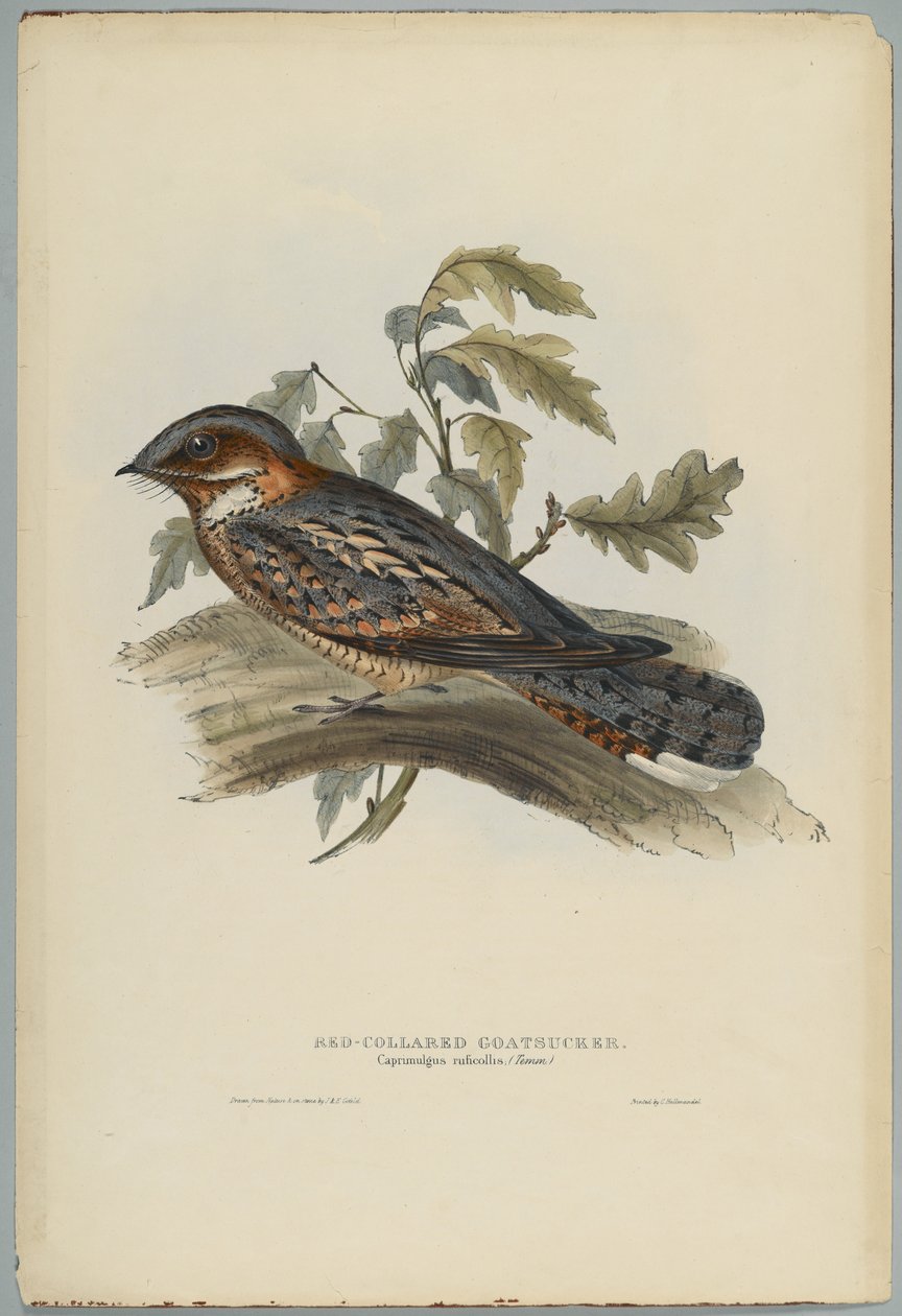 Caprimulgus Ruficollis af John after Gould