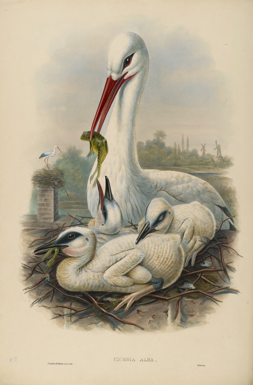 Ukendt billede af John after Gould