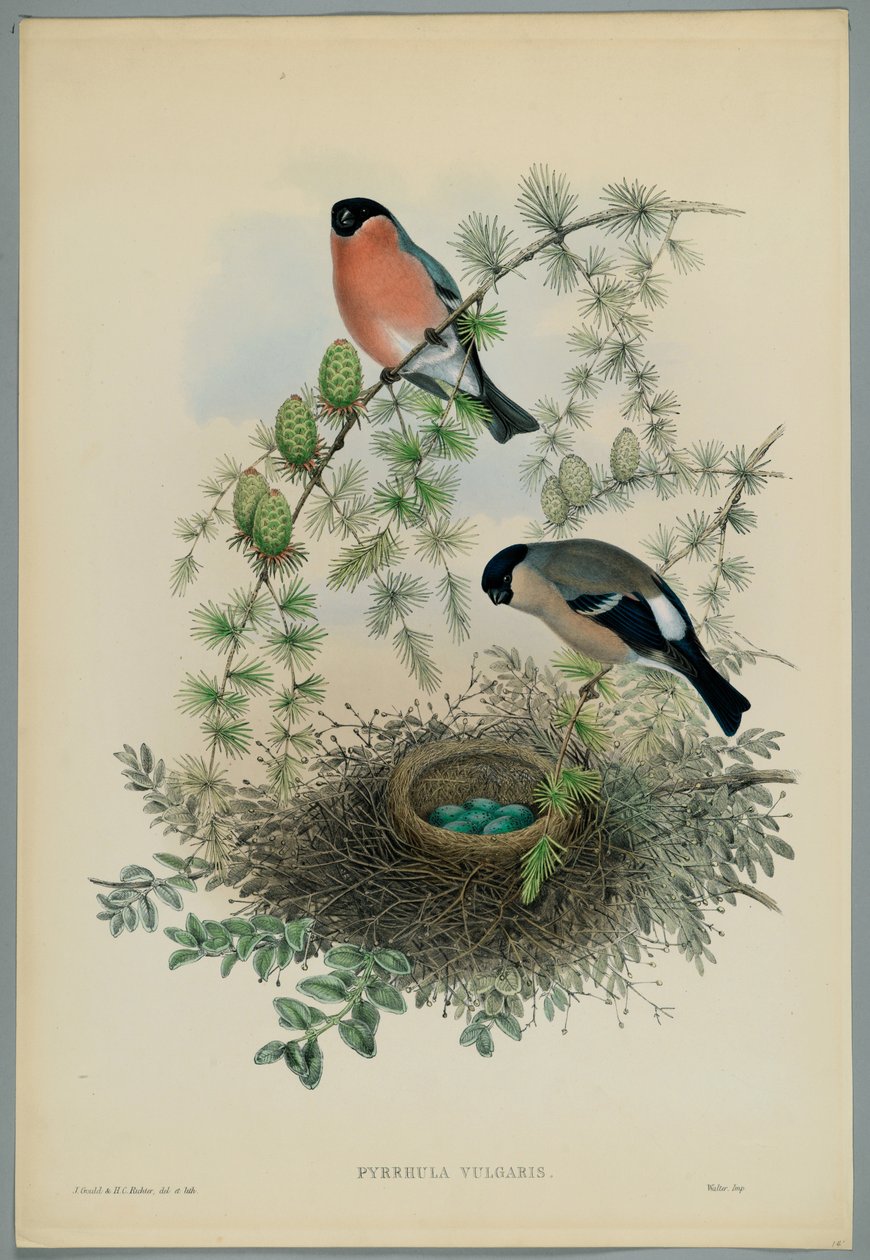Ukendt billede af John after Gould