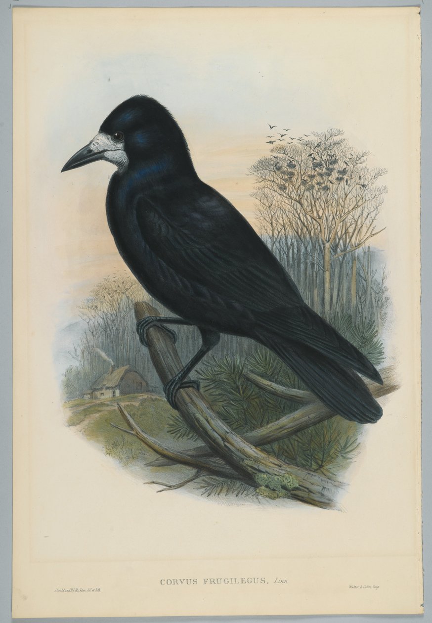 Ukendt billede af John after Gould