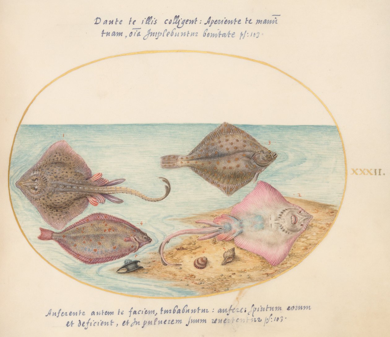 Joris van Gogh, Animals of Aqvatilia and Cochiliata (Aqva) - Plate 32 af Joris Hoefnagel