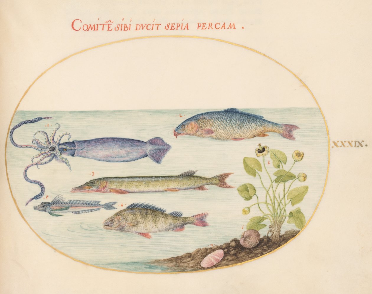 Fish, c.1575-80dani af Joris Hoefnagel