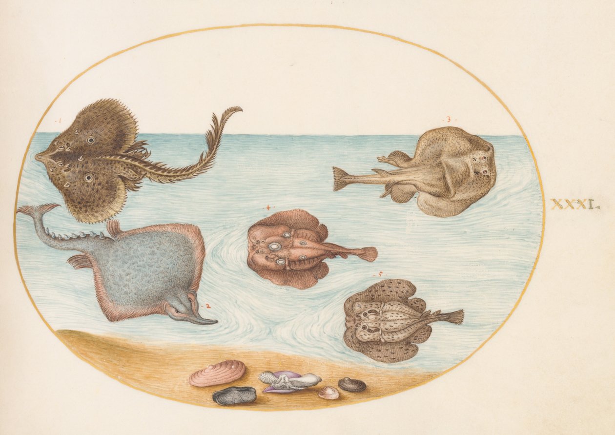 Fisk, ca. 1575-80 af Joris Hoefnagel