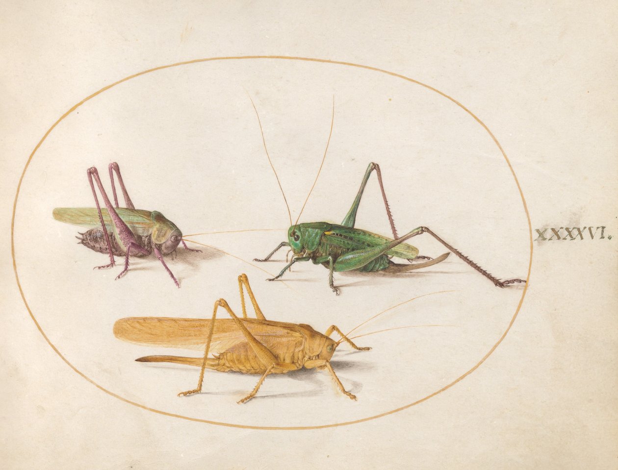 Grasshopper, c.1575-80dani af Joris Hoefnagel