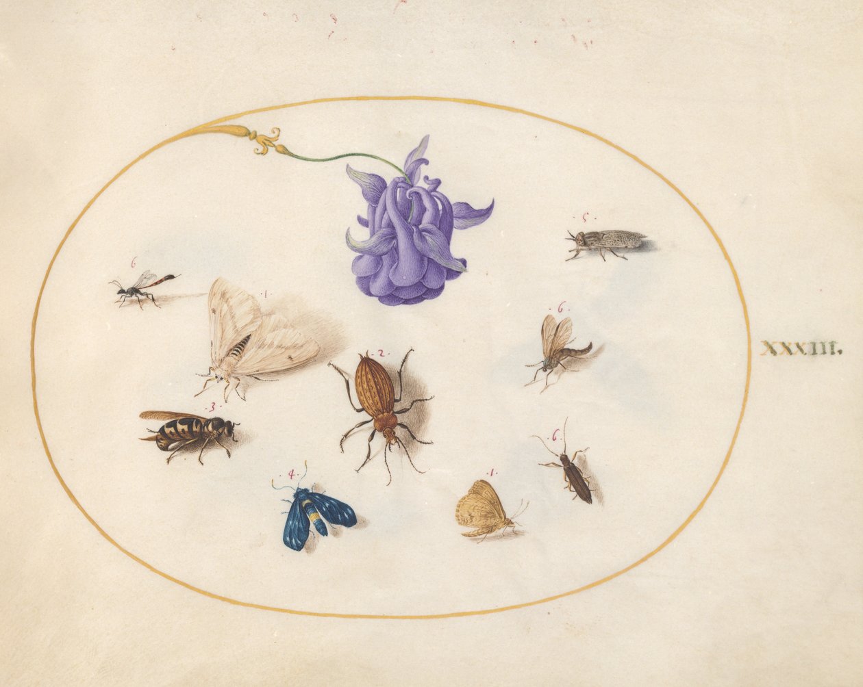 Insekter, ca. 1575-80 af Joris Hoefnagel