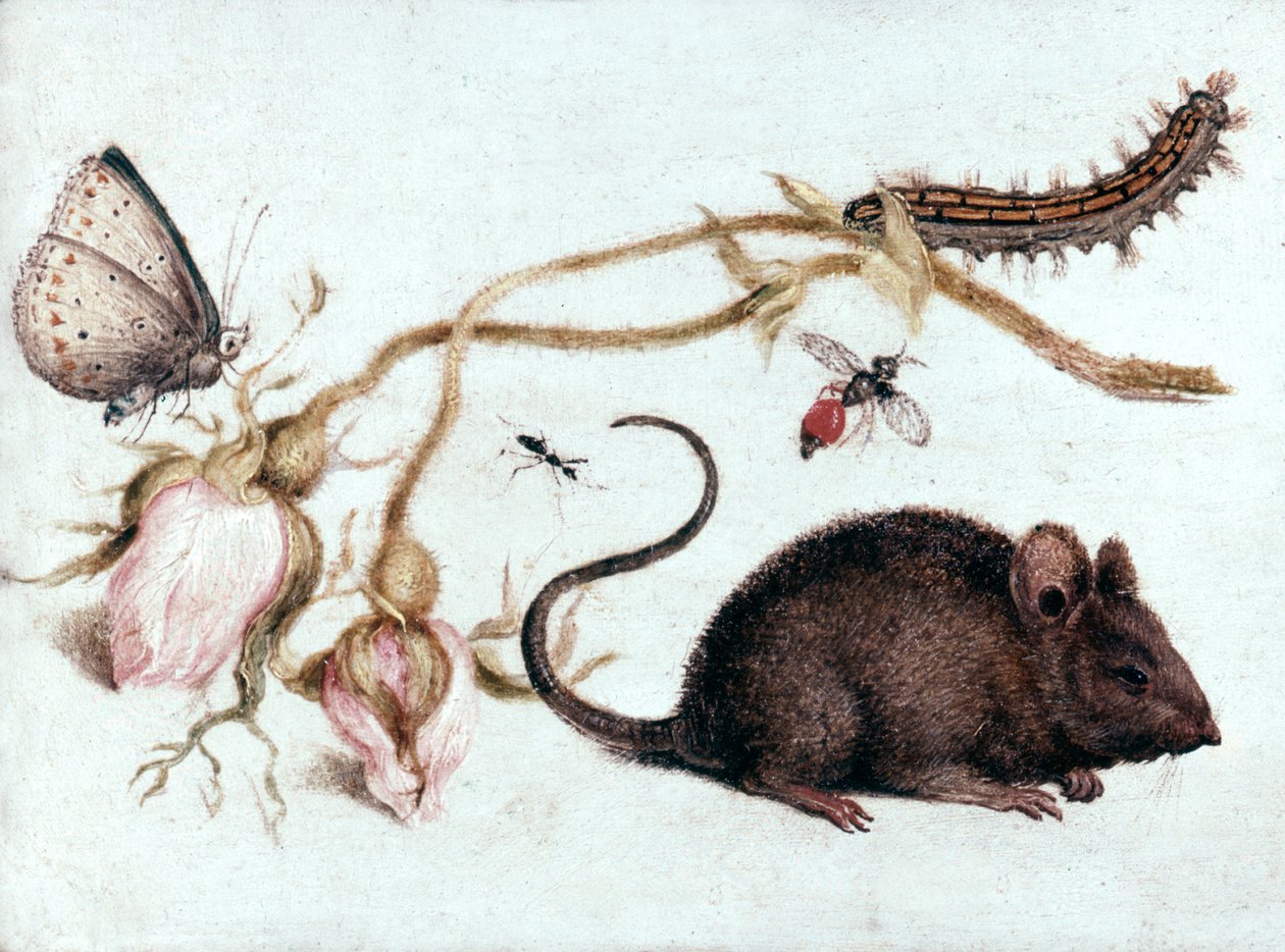 Mus, blomst og insekt, 1500-tallet. af Joris Hoefnagel