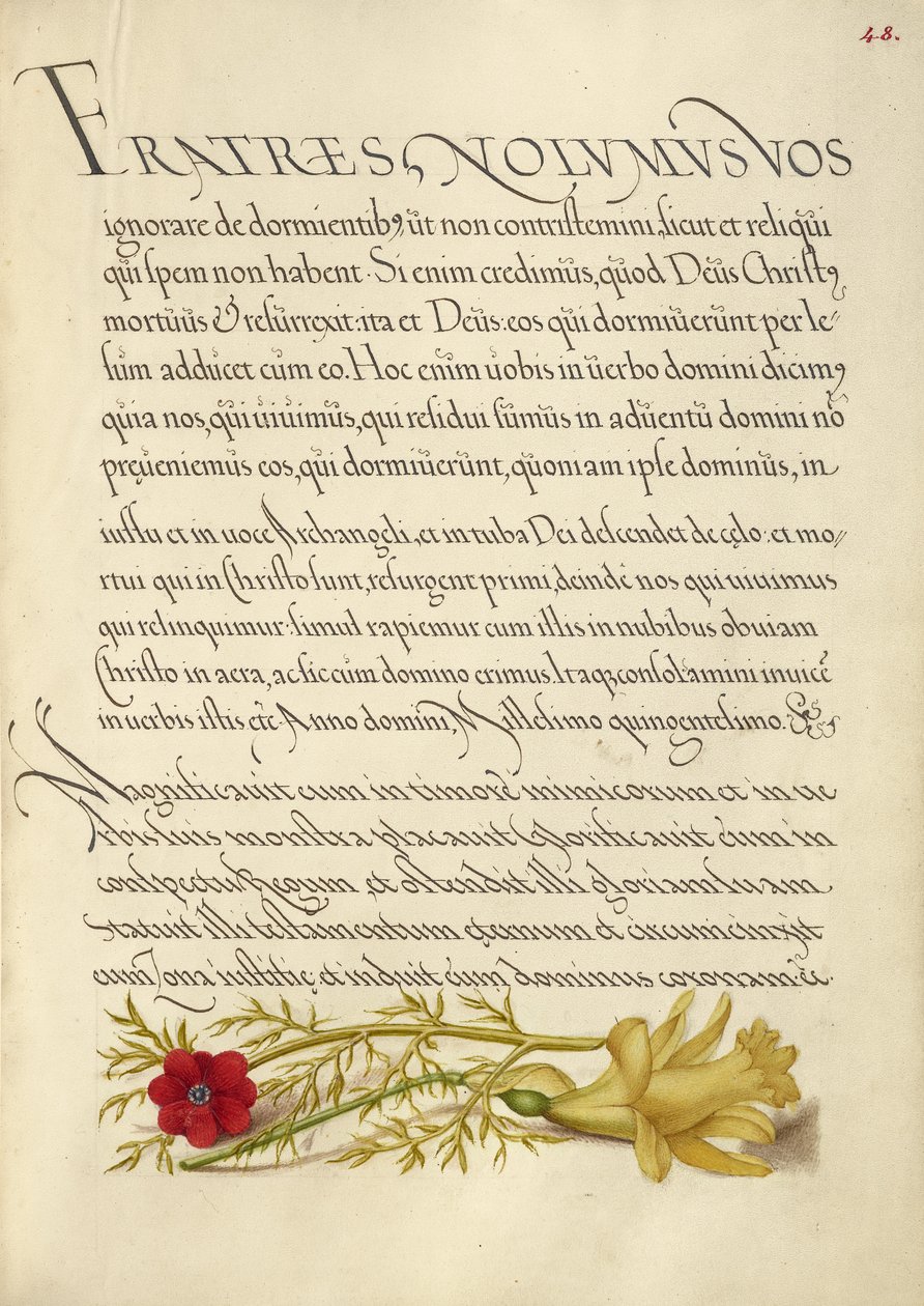Fasanøje og smørblomst af Joris Hoefnagel