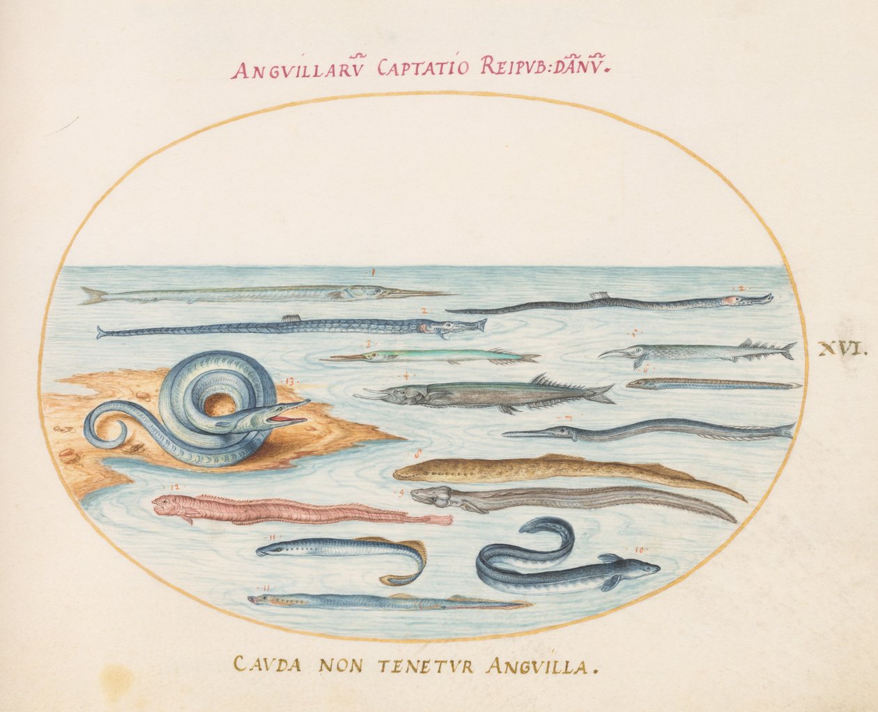 Plade 16: Ål, Pipefish og Needlefish af Joris Hoefnagel