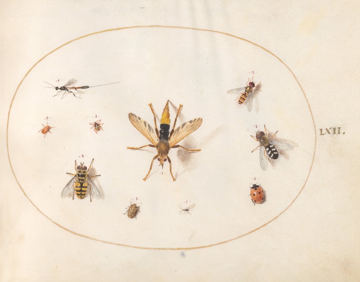 Plade 62: Ti Insekter af Joris Hoefnagel