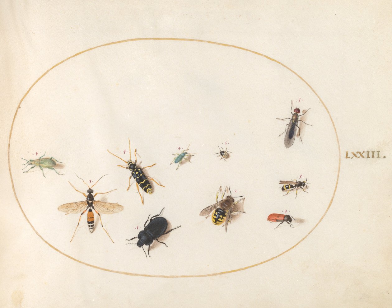Tavle 73: Ti Insekter af Joris Hoefnagel