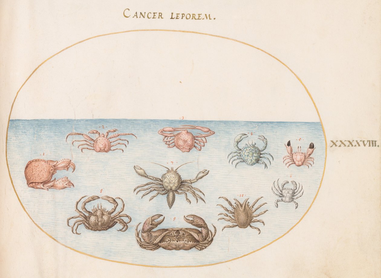 Skaldyr, ca. 1575-80 af Joris Hoefnagel