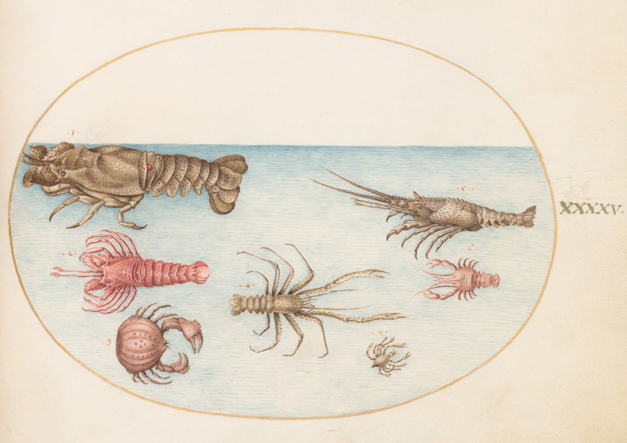 Skaldyr, ca. 1575-80 af Joris Hoefnagel