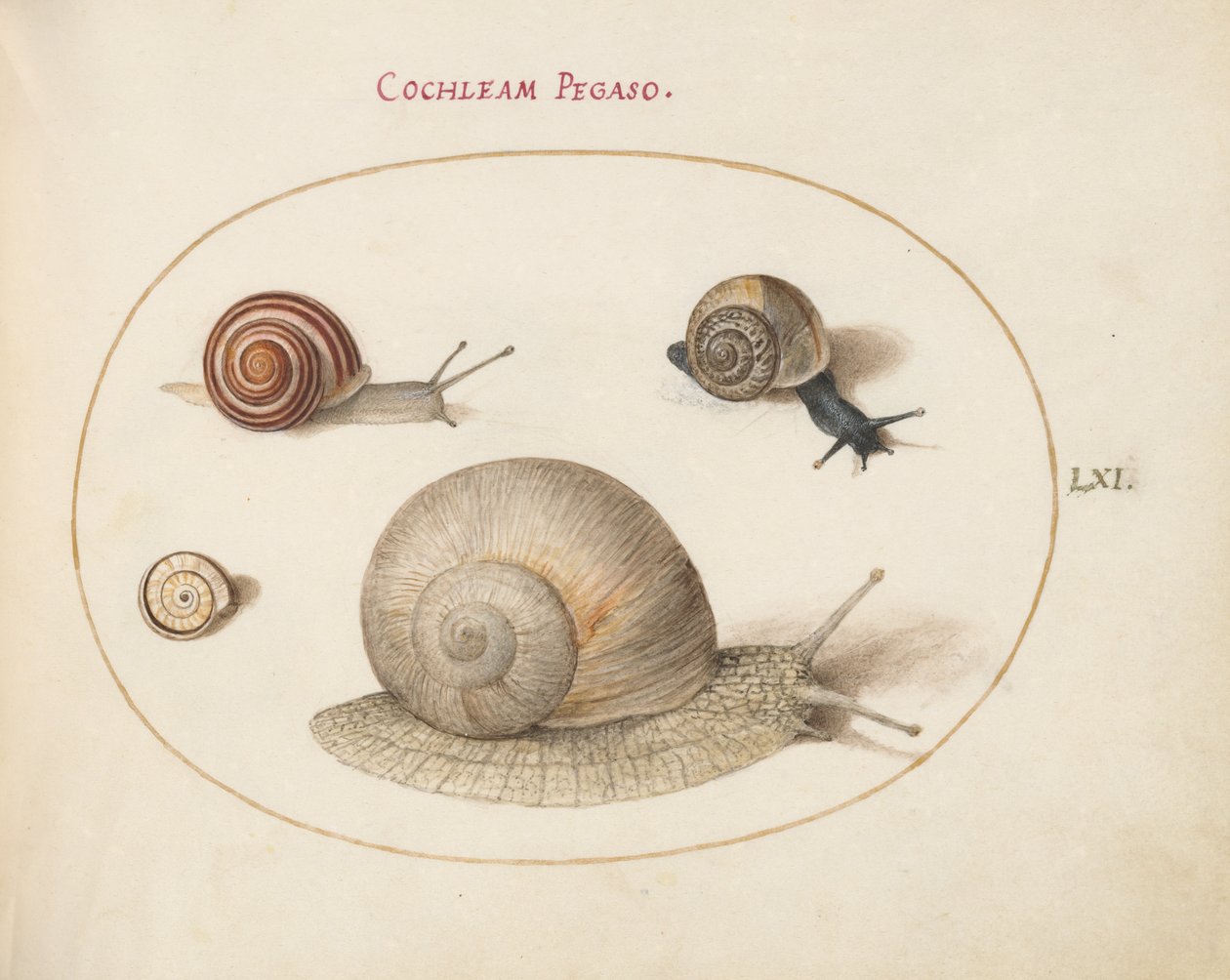 Snegl, ca. 1575-80 af Joris Hoefnagel
