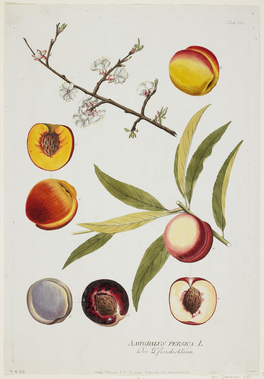 Amygdalus persica, fra Icones Plantarum Medicinalium, 1788 (håndfarvet gravering og gouache) af Joseph Jacob Plenck