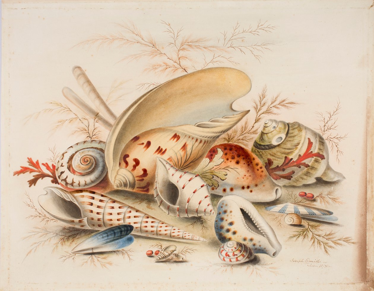 Study of Sea Shells, 1876 (wc på papir) af Joseph Smith