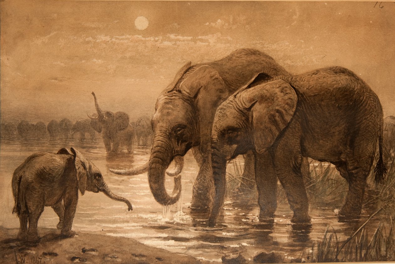 afrikanske elefanter af Joseph Wolf