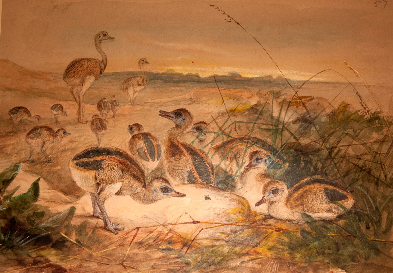 American Rheas (Rhea americana), ca. 1851-76 af Joseph Wolf