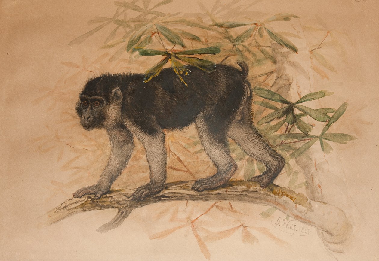 Ashy-sort makak (Macacus ocreatus), 1869 af Joseph Wolf
