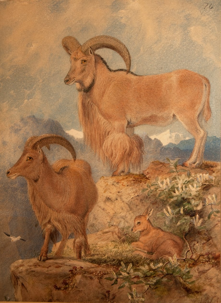 Barbary vilde får af Joseph Wolf