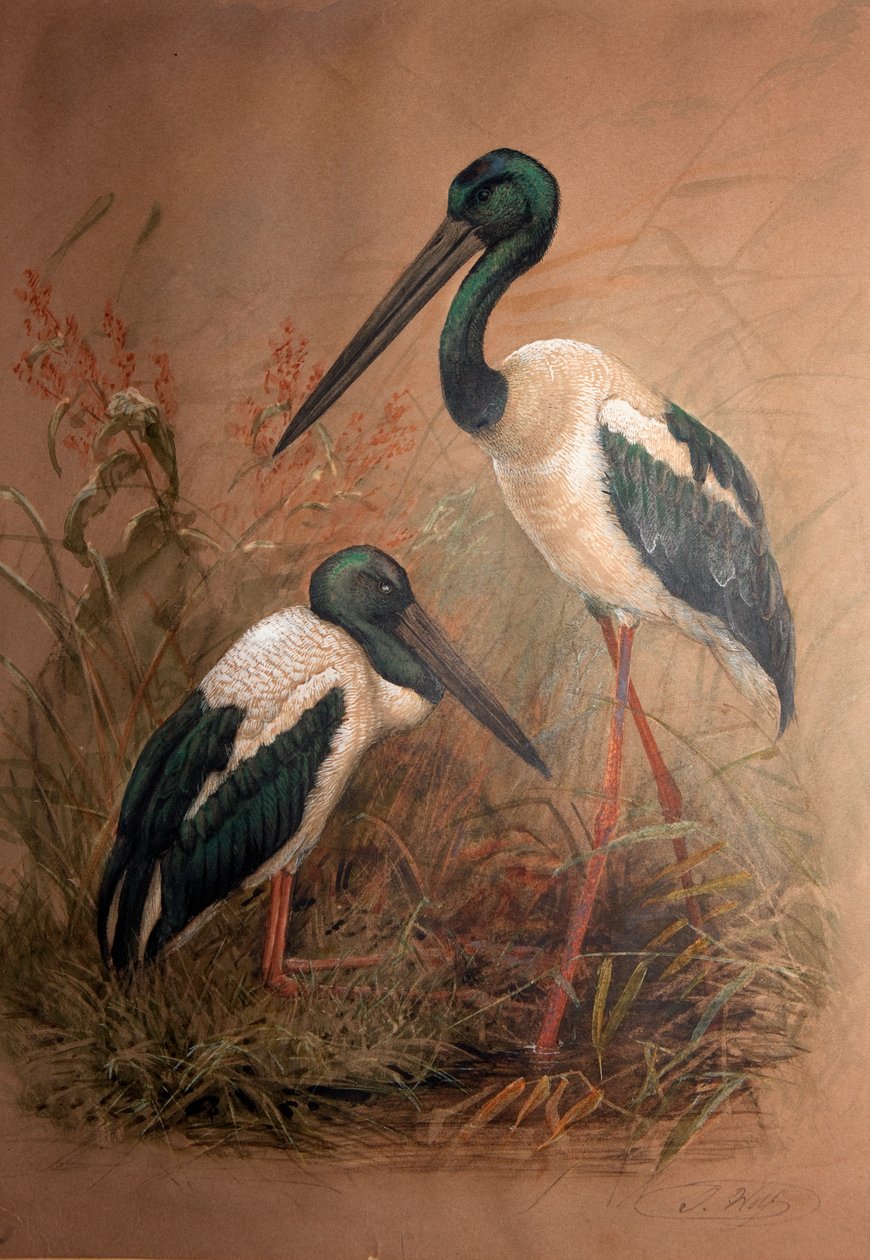 Sorthalset stork (Xenorhynchus australis), 1856-67 af Joseph Wolf