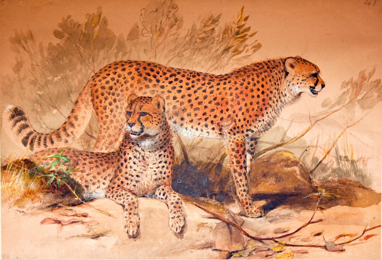 Cheetah, 1851-52 af Joseph Wolf