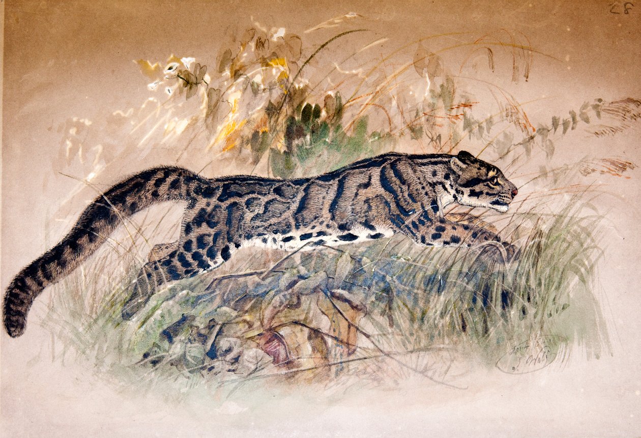 Skyet leopard, 1851-69 af Joseph Wolf