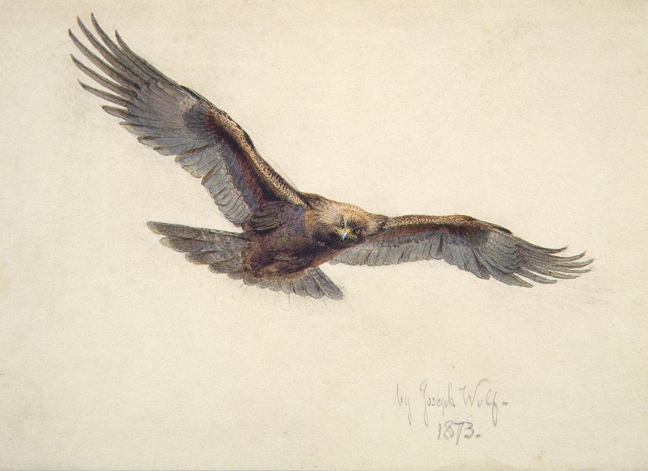Ørn på flugt, 1873 af Joseph Wolf