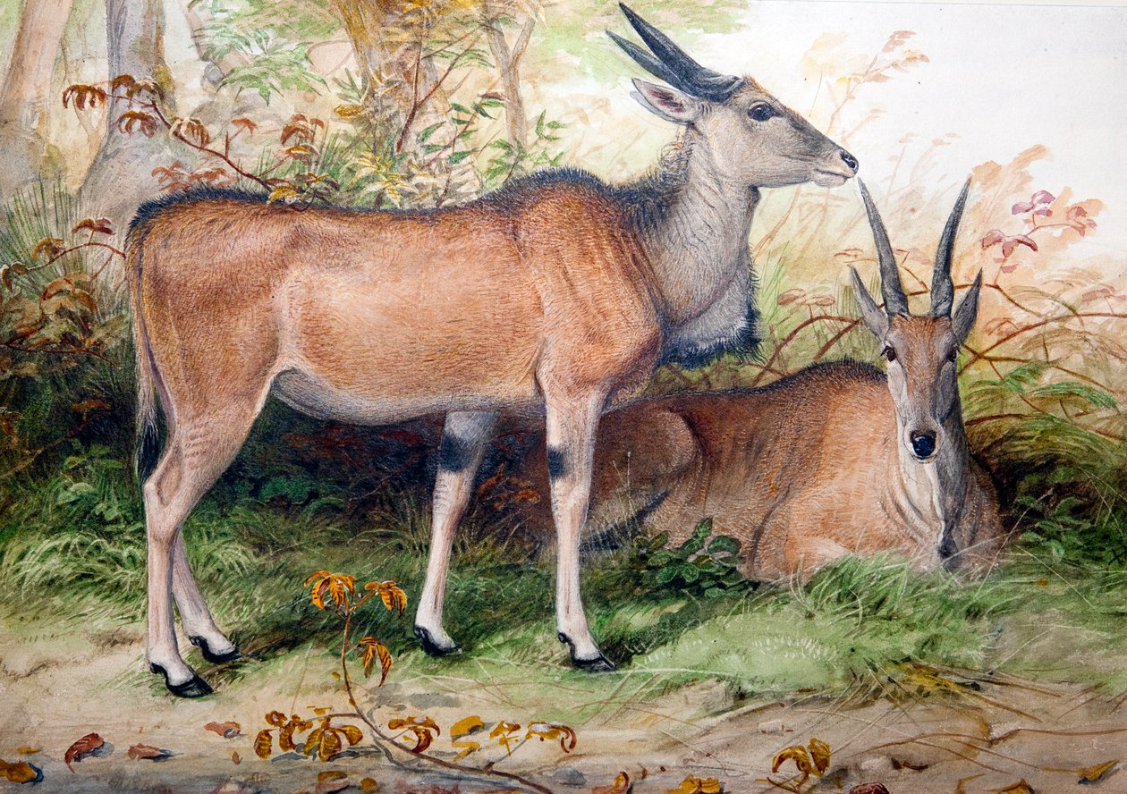 Elands, ca. 1850 af Joseph Wolf