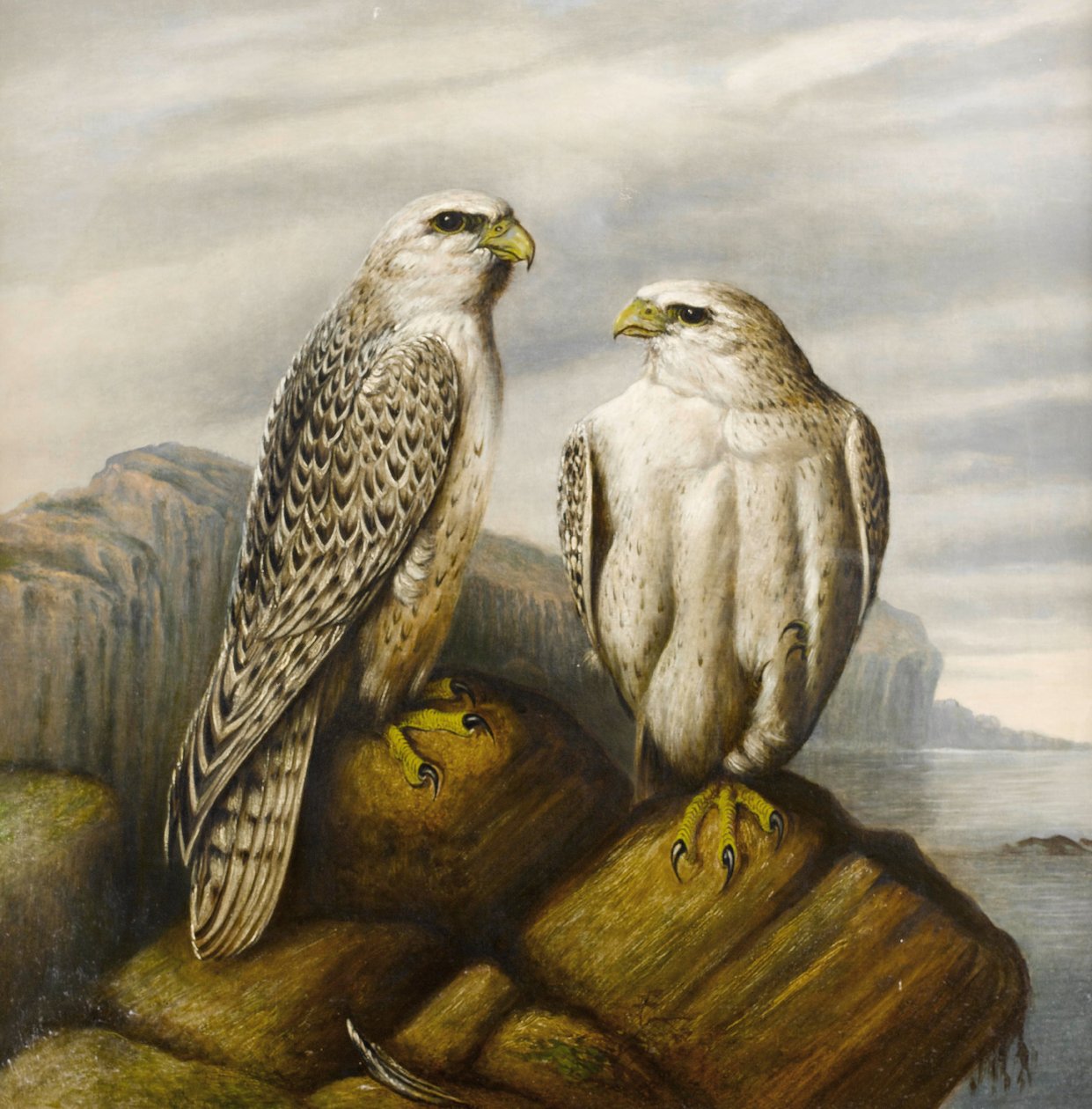 Gyr falke på en stenet afsats af Joseph Wolf