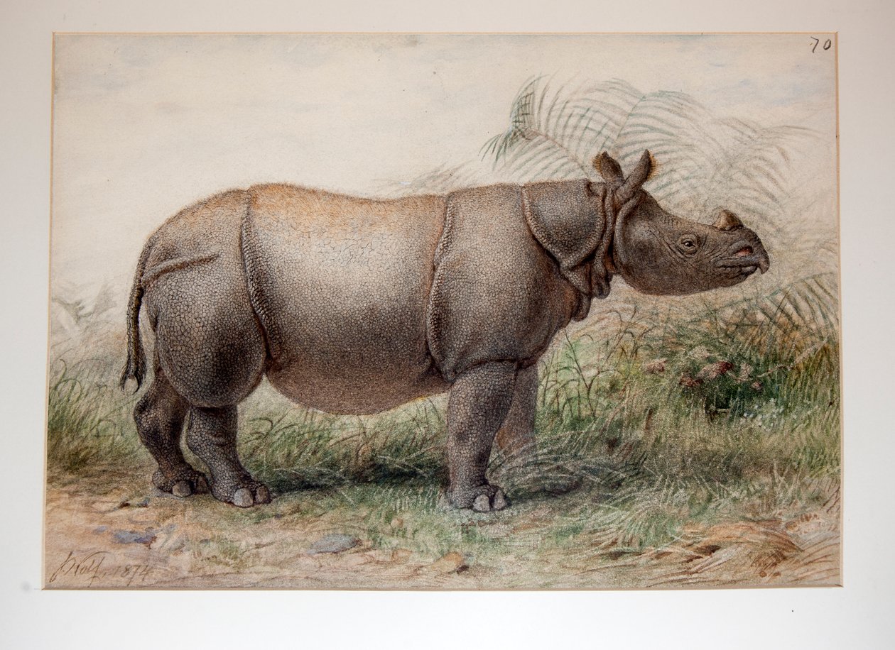 Javan Næsehorn, 1874 af Joseph Wolf