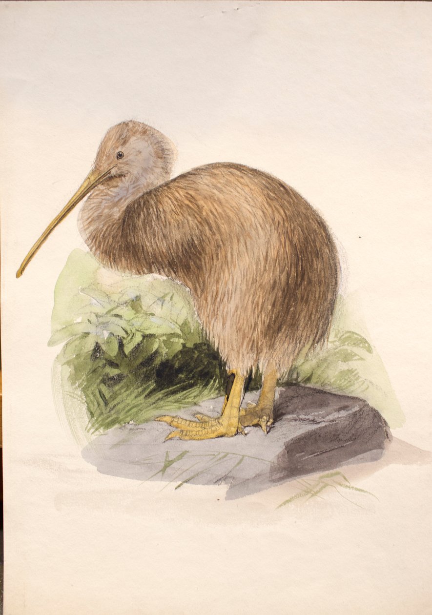 Kiwi, ca. 1850 af Joseph Wolf