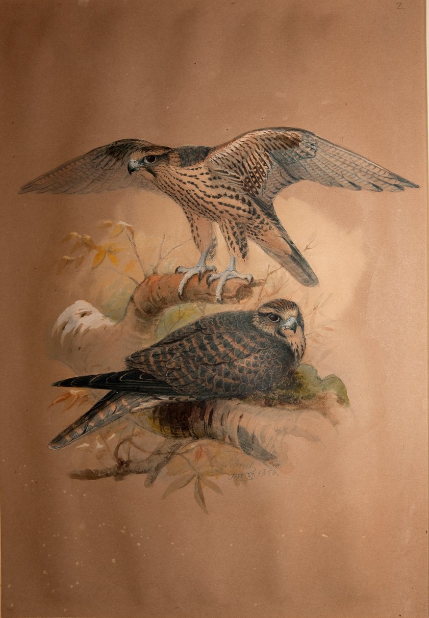 Lanner Falcon (Falco lanarius), 1856 af Joseph Wolf