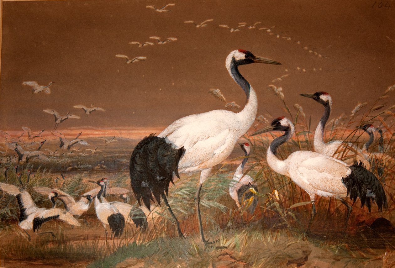 Manchurisk trane (Grus viridirostris), ca. 1851-76 (wc og blyant på papir) af Joseph Wolf