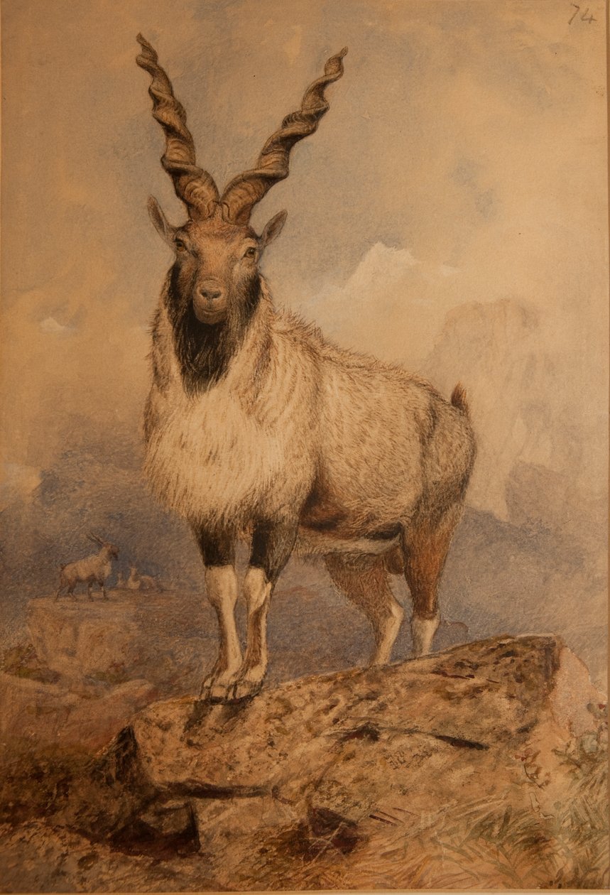 Markhoor af Joseph Wolf