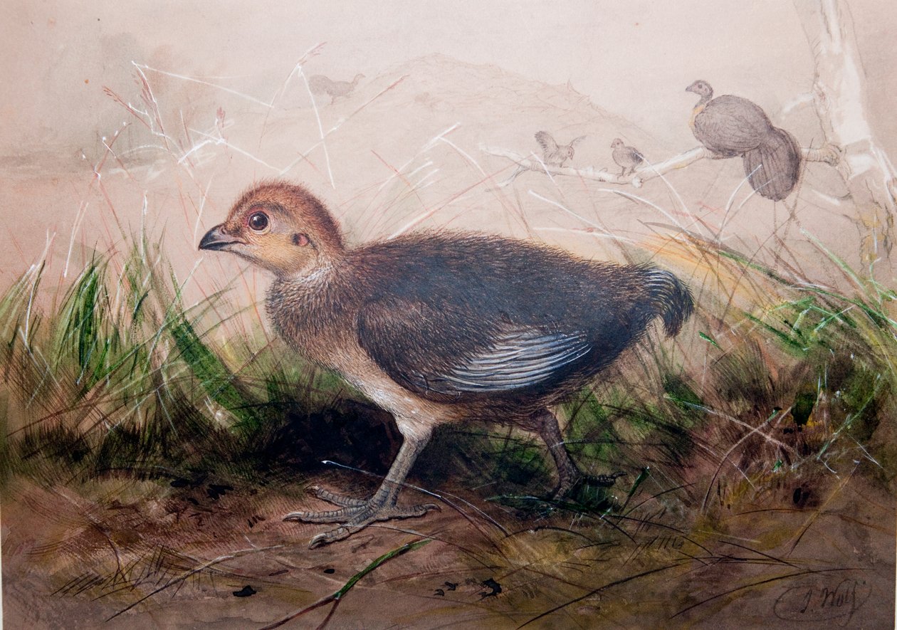 Megapoder, ca. 1850 af Joseph Wolf