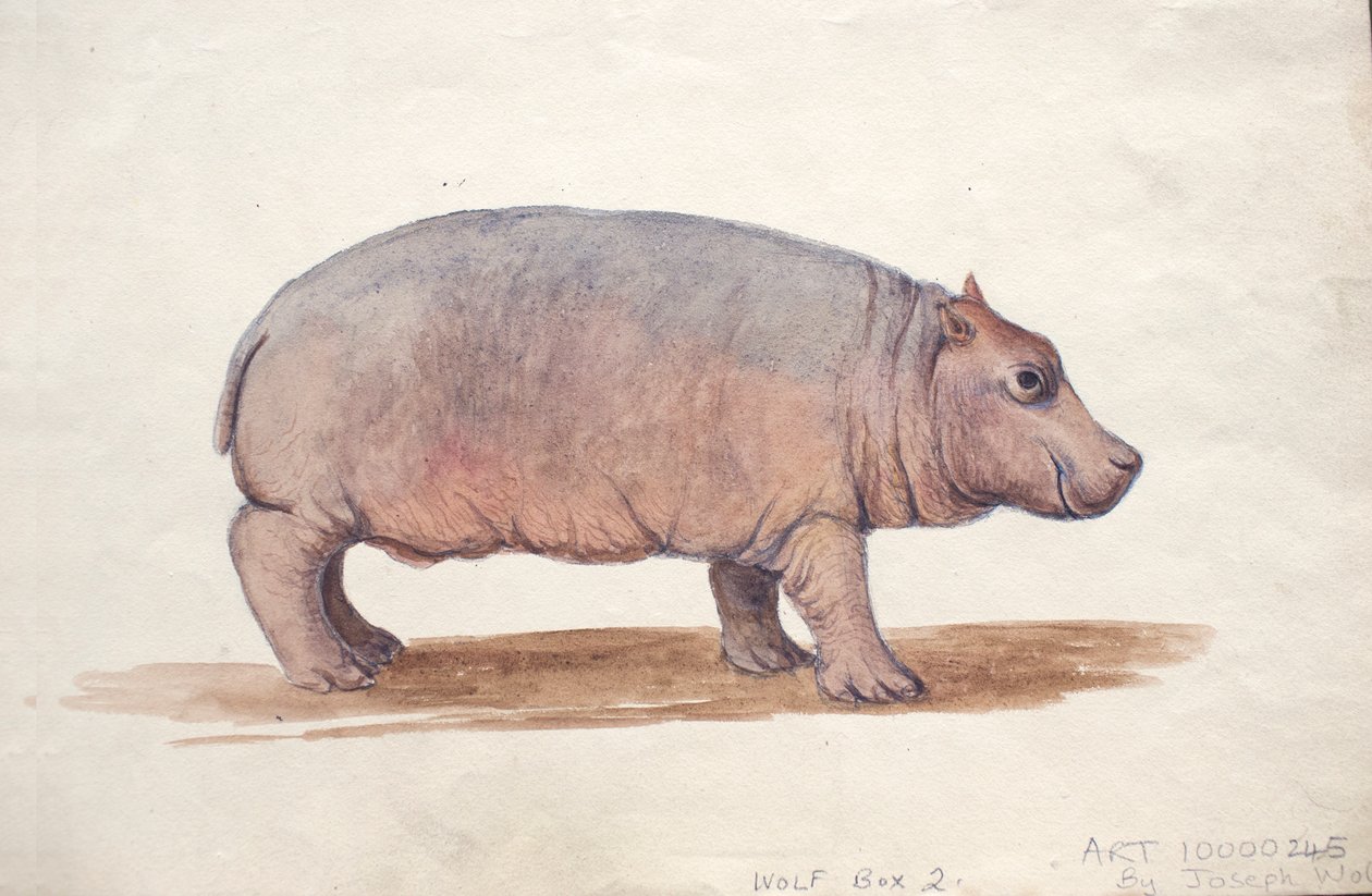 Obaysch, ca.1850 af Joseph Wolf