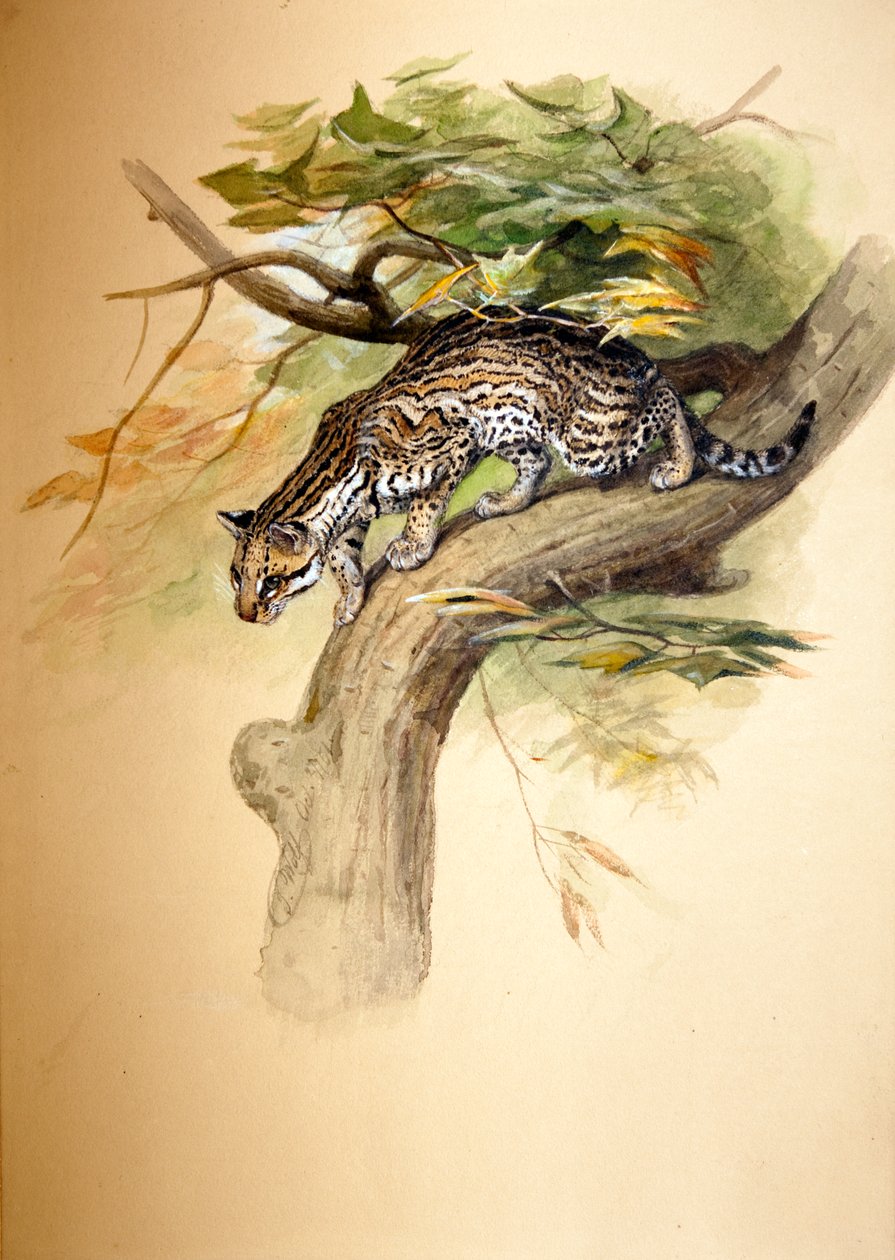 Ocelot, 1851 af Joseph Wolf