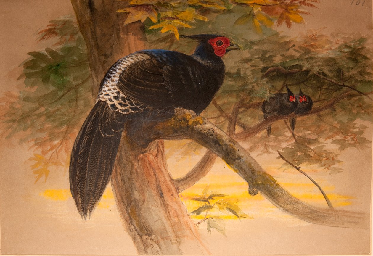 Lilla Kaleege (Euplocamus horsfieldi), ca. 1851-76 (wc og blyant på papir) af Joseph Wolf